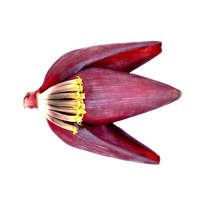 

Jantung Pisang Per Buah KIRIM INSTANT