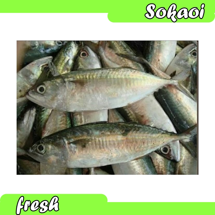 

IKAN KEMBUNG 500 GR