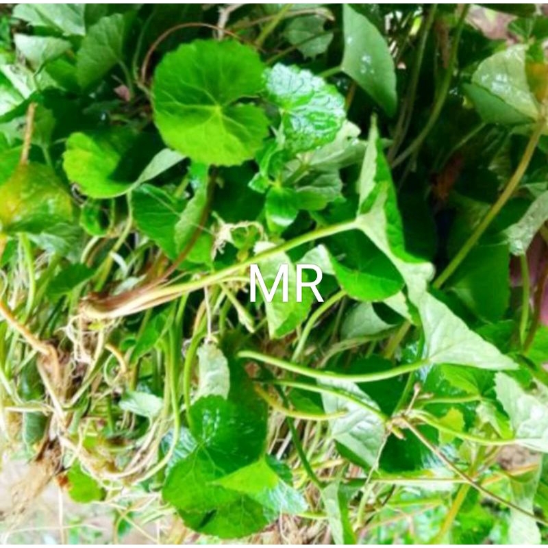 

Daun pegagan segar daun tapak kuda antanan merah fres per 1 kg