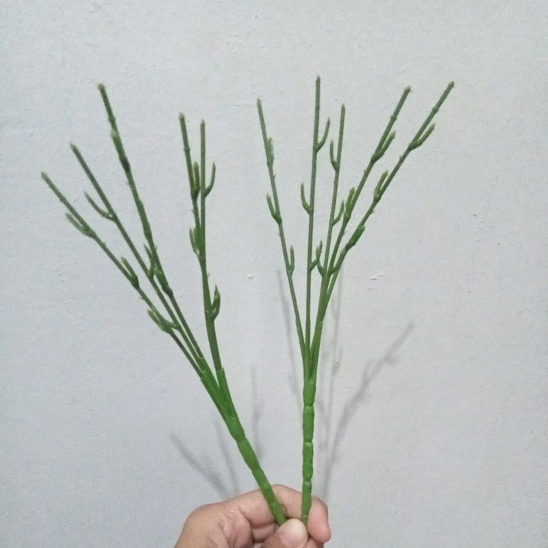 Tangkai bunga cabang 5