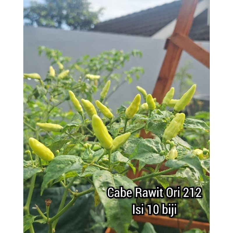 Benih Cabe Rawit Ori 212