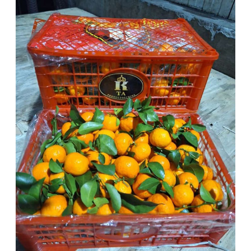 

jeruk shatang daun birma freshco/ kg