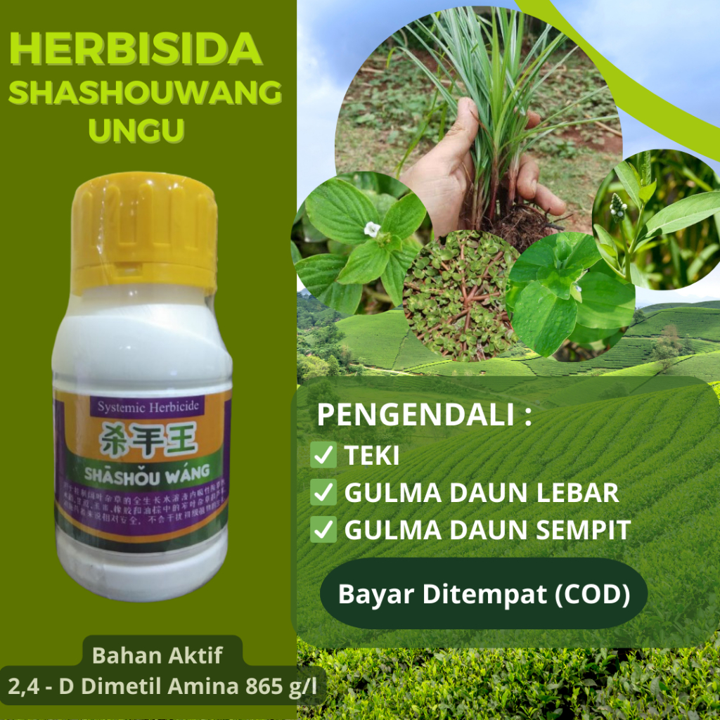 Shashouwang  Herbisida Sistemik Selektif Pembasmi Rumput Liar Gulma Daun Lebar Sempit Dan Teki Pada 