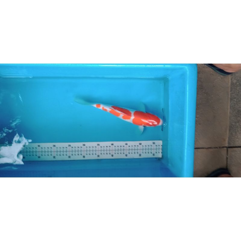 koi Blitar kohaku 5 step grade A