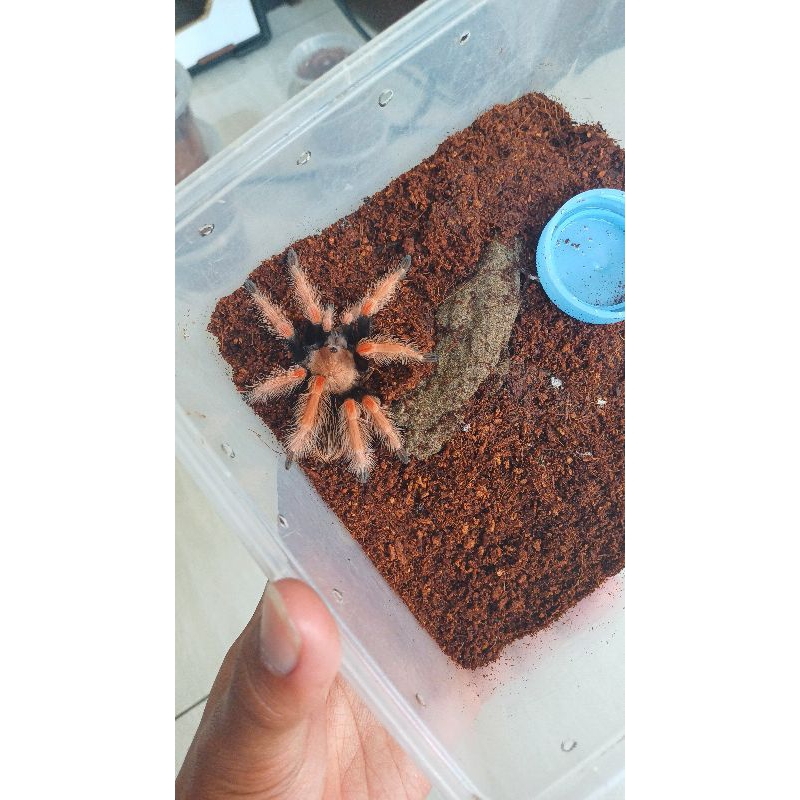 Tarantula Brachypelma Boehmei