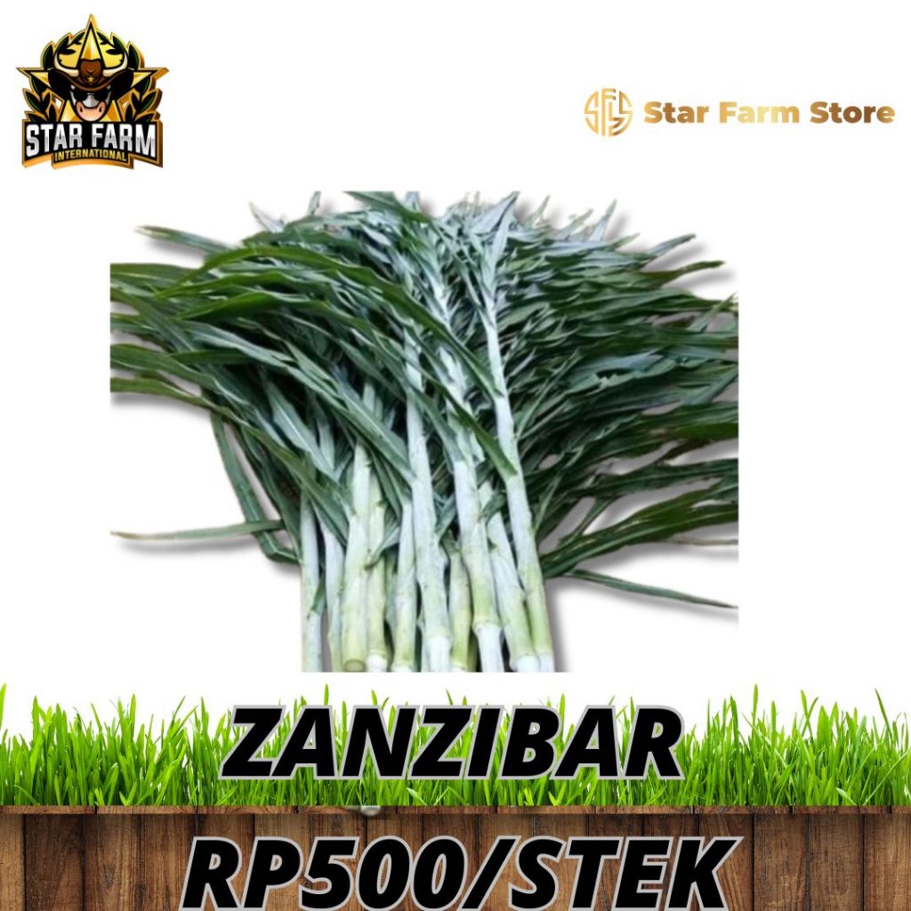 Bibit Rumput Zanzibar