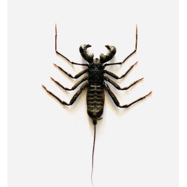 awetan serangga Giant vinegaroon