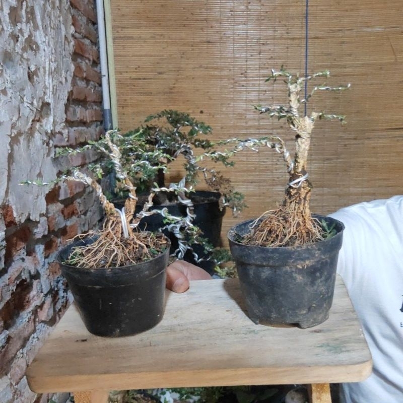 Pot Dekorasi Bonsai Siap Pajang Boxus 2