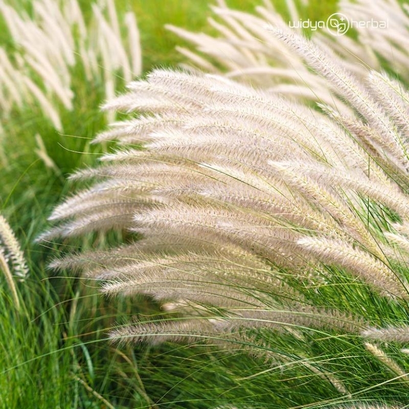 Bibit tanaman Alang-alang ekor kuda