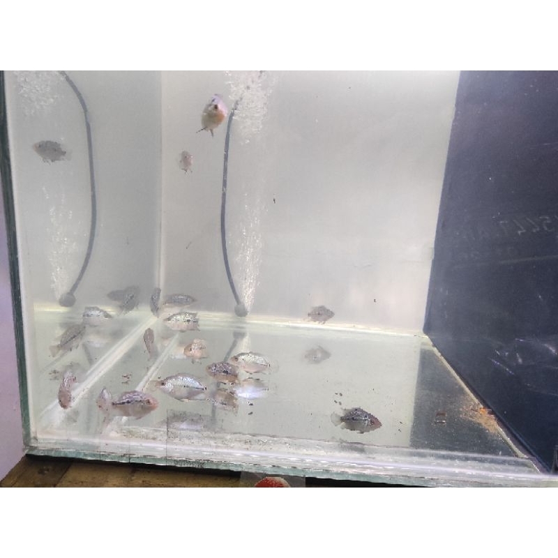 Kamfa x GB size 4 cm up