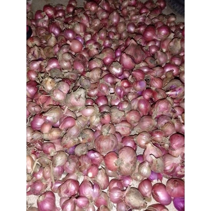 

Bawang Merah Organik konsumsi