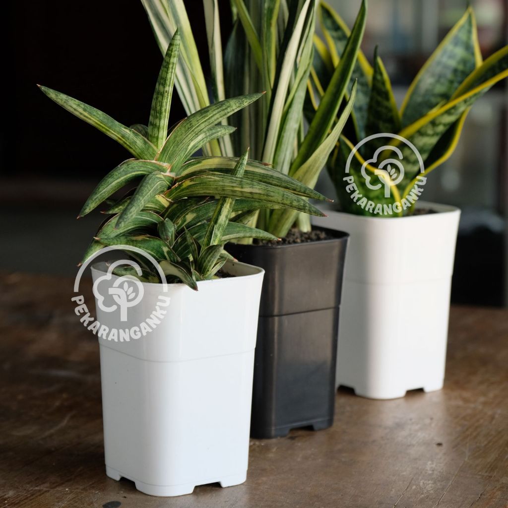 Pot Plastik Sanse Kotak Size 10 (Putih)