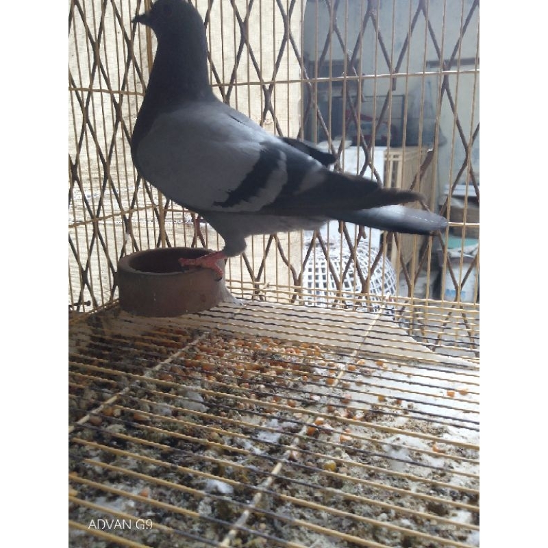 Merpati kolong Trah Jawara QQ,Garong,Gudang Garam Dan Sinar Berlian