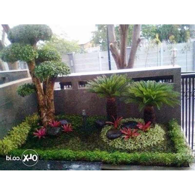 Desain Taman Bonsai dan Palem sikas