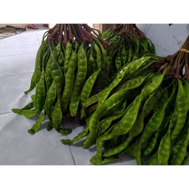 

Pete besar panjang bagus,1 iket isi 10 lonjor