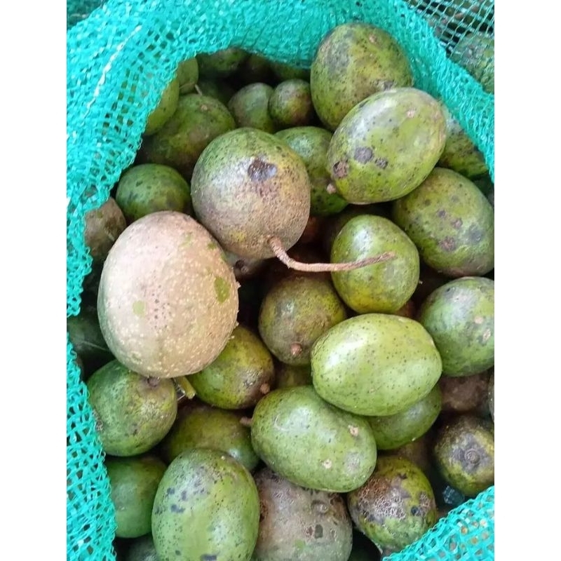 

Buah kedondong 1 kg seger