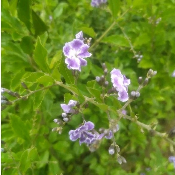 Tanaman Bunga dan Buah Duranta Erecta ungu sinyo nakal