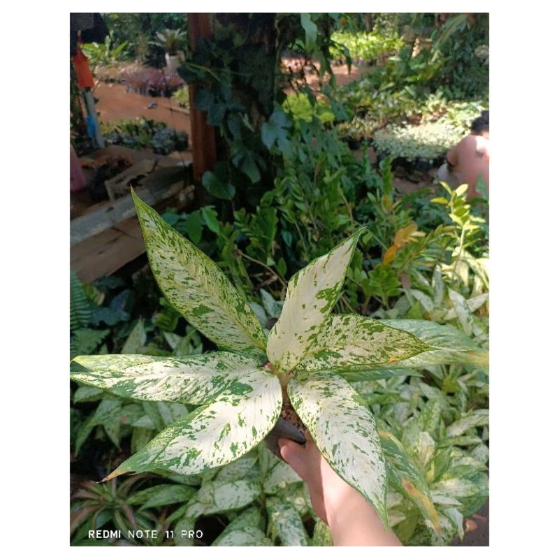 (BISA COD) PROMO Tanaman Hias Aglonema Diven Bulu ayam bunga hidup Diven Aglonema Bulu Ayam bunga hi