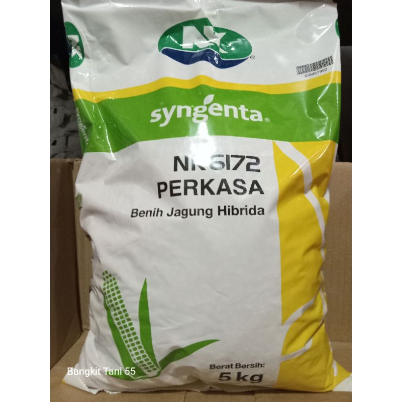 Benih Jagung NK 6172 Perkasa 5 kg Syngenta