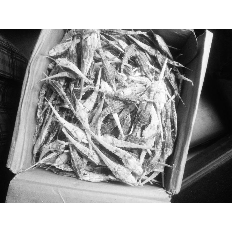 burung laut untuk obat herbal untuk kejatanan pria biar garang