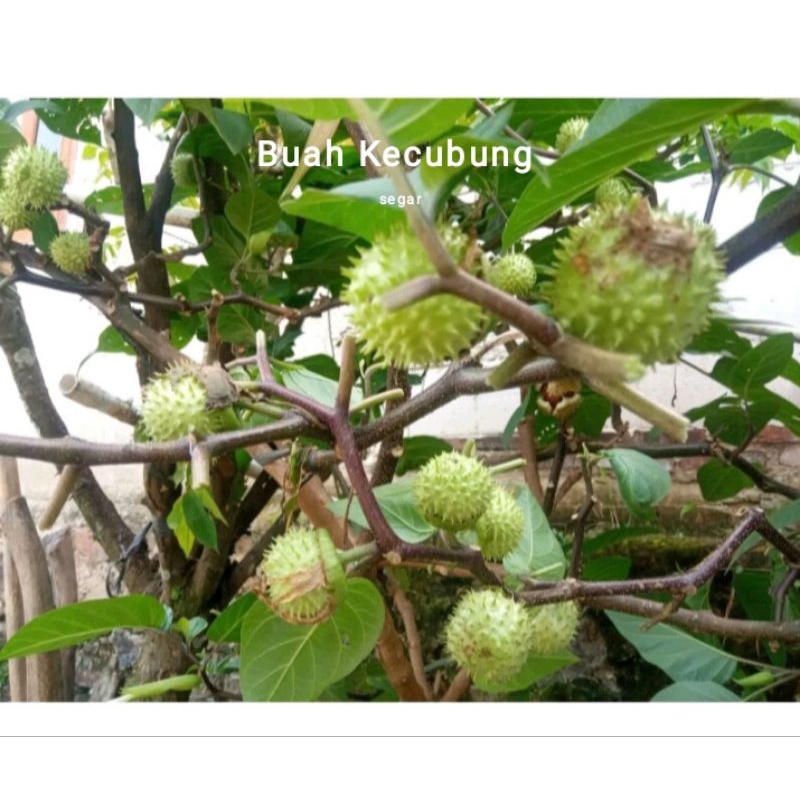 

kecubung Wulung segar