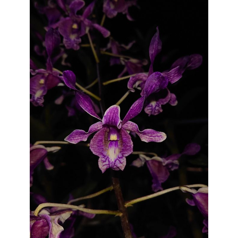 Seedling Anggrek Dendrobium Keritingan