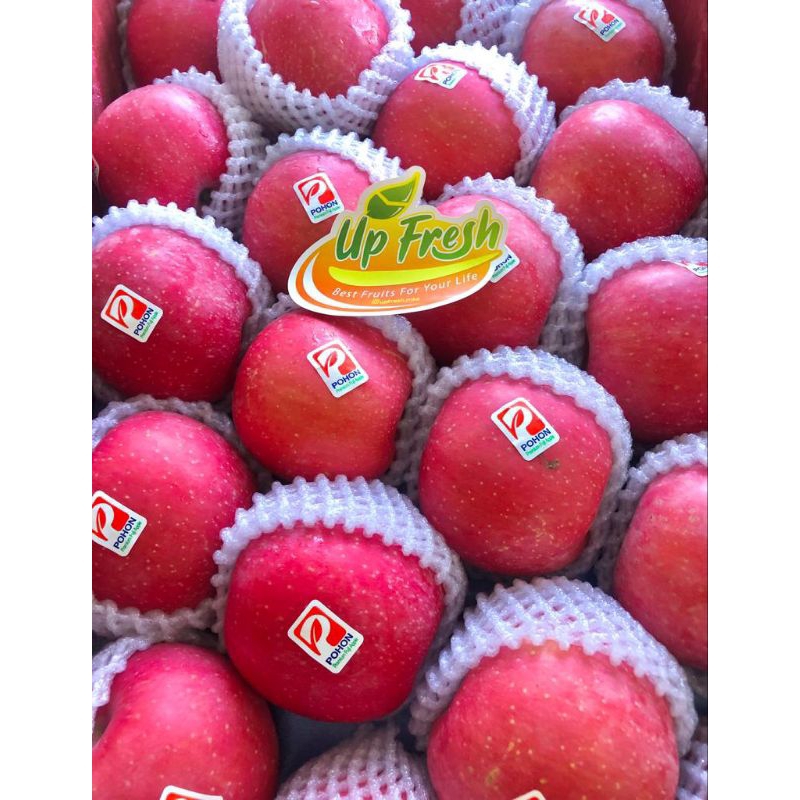 APEL FUJI BLUSH POHON/APEL MANIS/APEL CRUNCHY