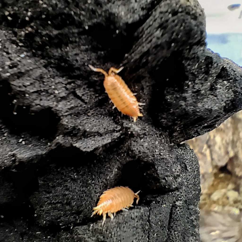 isopod Nagurus Nanus Orange pembersih terrarium vivarium