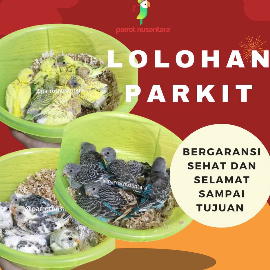 COD Burung anakan lolohan parkit kuningbiruputih bahan jinak