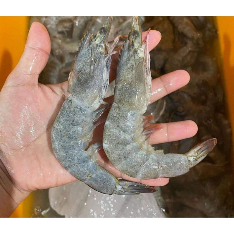 

Udang Vanami