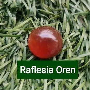 Cincin Batu Permata Raflesia Orange Sudah poles
