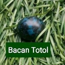 Bacan Doko Majiko Coklat Totol Kristal Kaca Super
