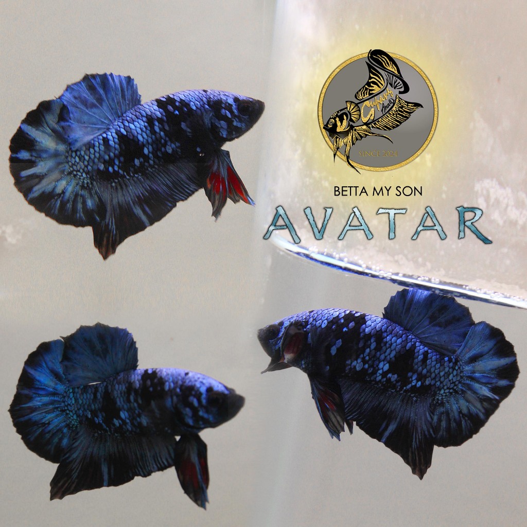 Ikan Cupang Avatar Jantan