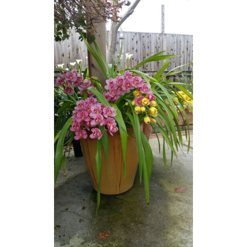 Anggrek Cymbidium Pretty Pink