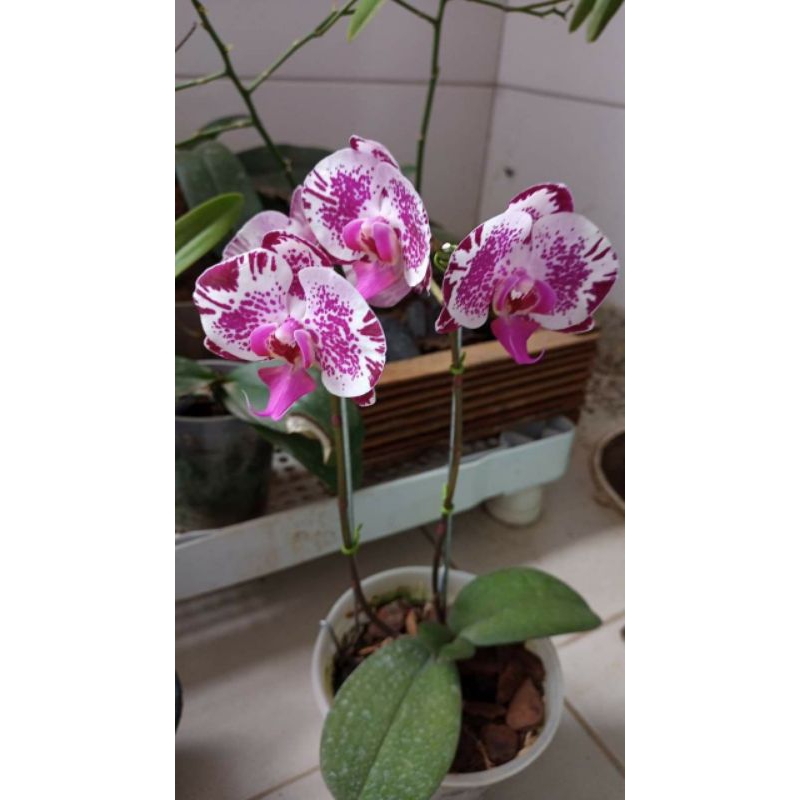 tanaman hias anggrek bulan tanaman hidup bunga hidup anggrek bulan