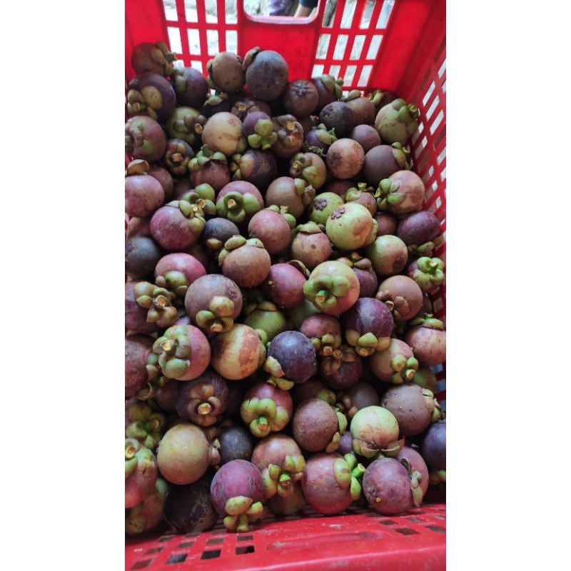 

buah manggis manis asli panenan dari jawa. harga per Kg