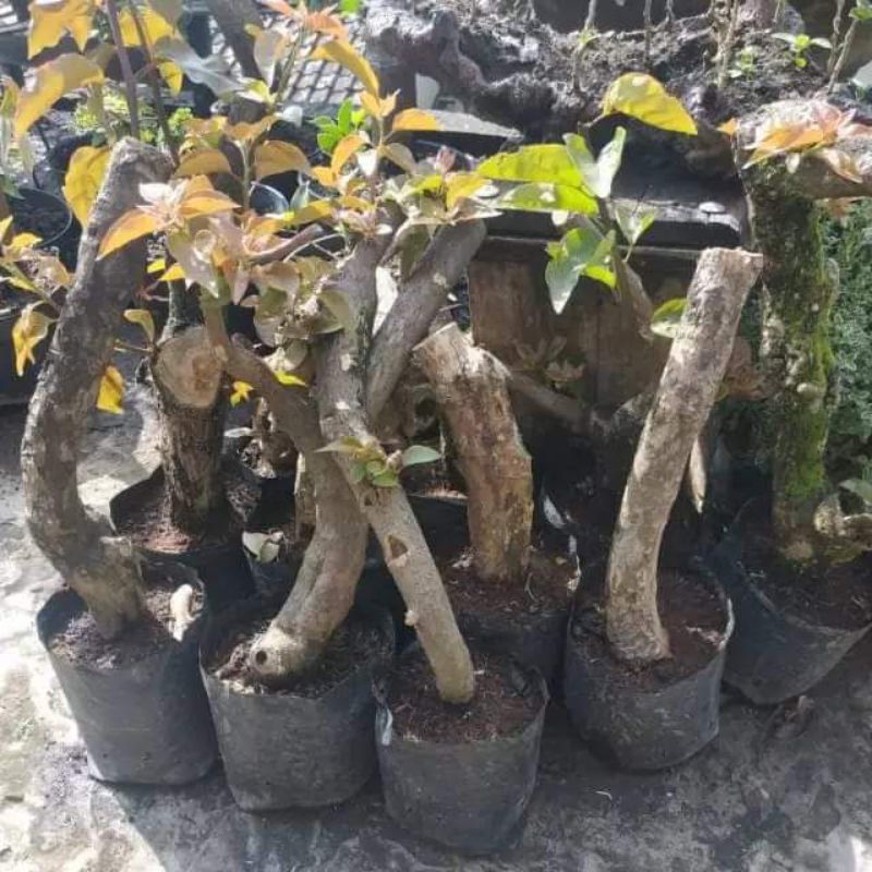 Bahan Bonsai Bougenville Batang Besar