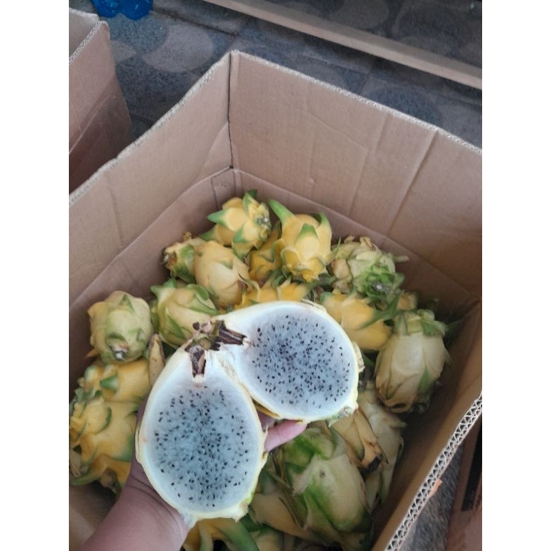

Buah Naga Golden Yellow lokal Rp.60.000,- per kilogram