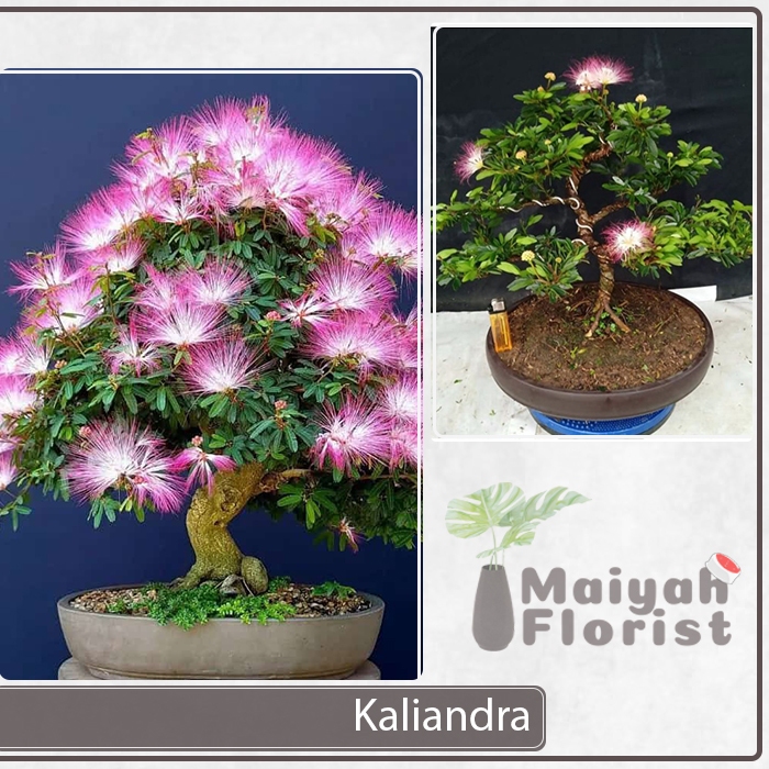 Bahan Bonsai Kaliandra Surinamensis - Calliandra - Prospek Untuk Bonsai