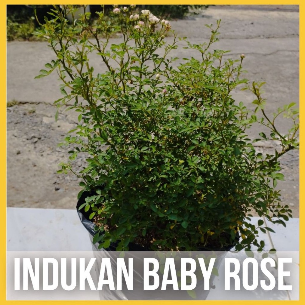 ART O3V Tanaman Hidup Baby Rose Indukan Plant Besar Bunga Mawar Mini
