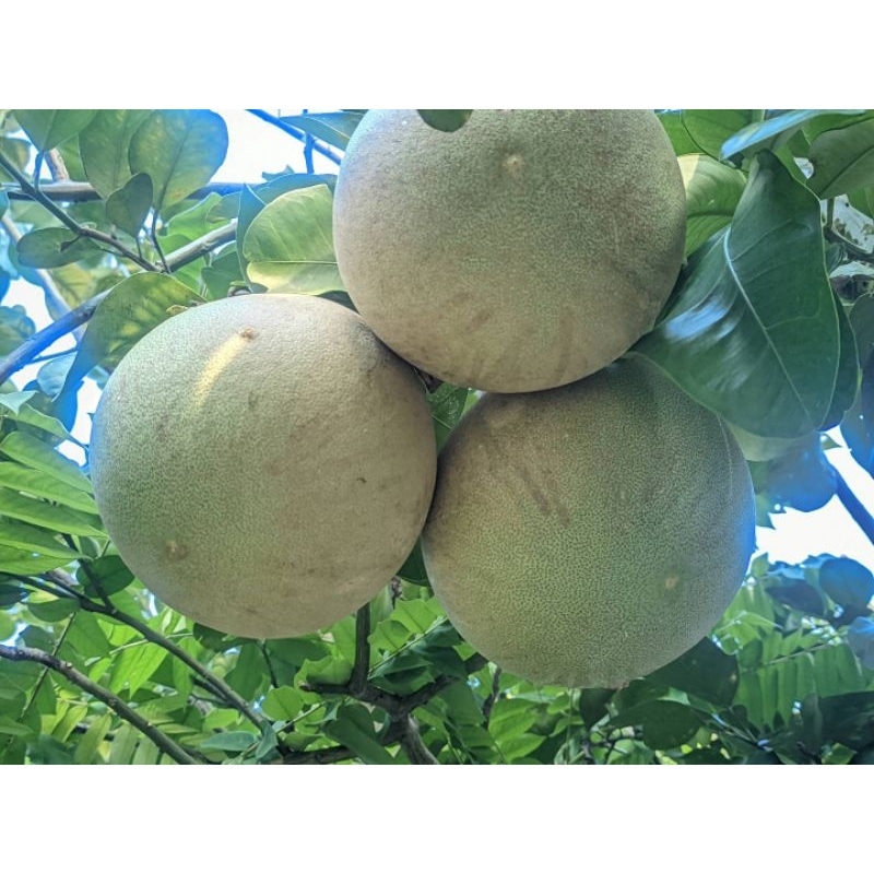 

Jeruk Bali Merah / Jeruk Pamelo Merah Manis