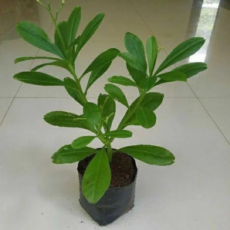Bibit ginseng jawa