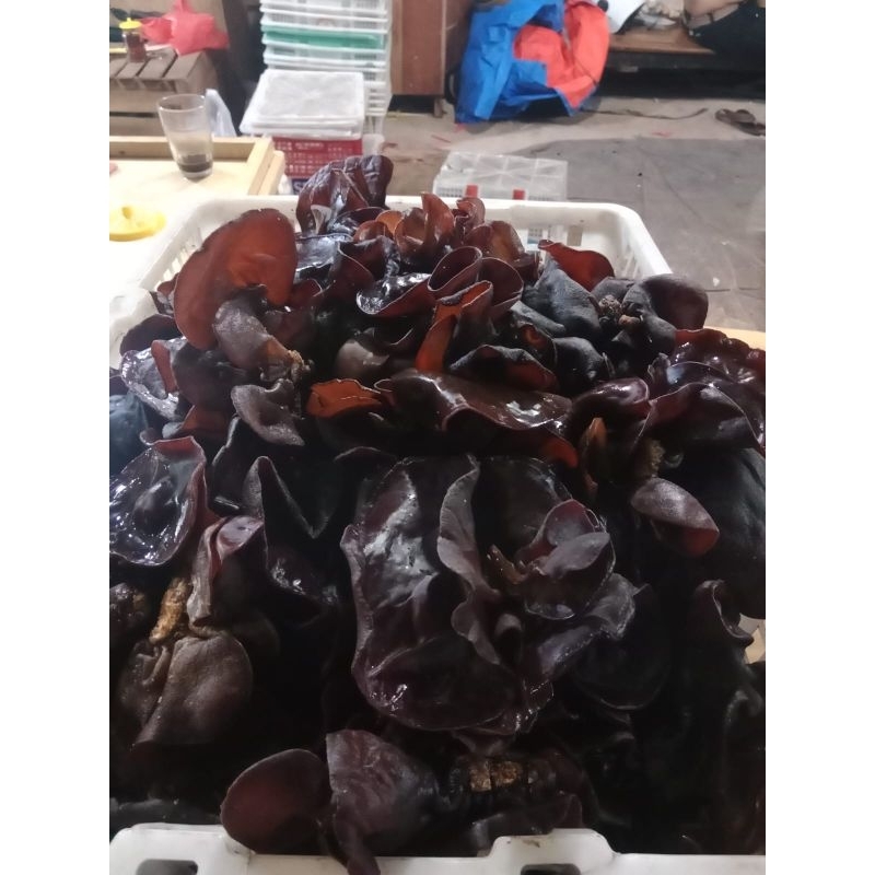 

JAMUR KUPING 1 KG PREMIUM FRESH (ONLY GOJEK)