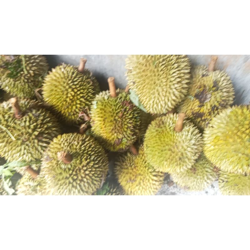 

ada durian, alpukat, manggis, dan dukuh