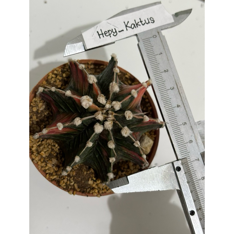 Kaktus Gymnocalycium Gymno LB Variegata Var Varigata bulu tebal besar indukan (Mohon Baca Deskripsi)