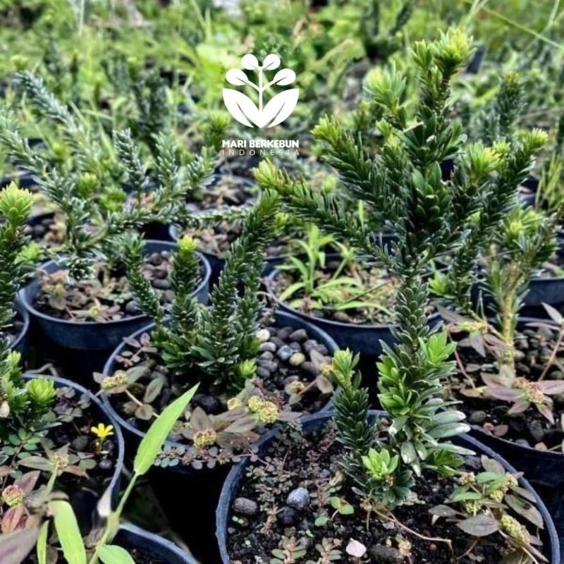 Bahan Bonsai Lohansung Airbrush Micro