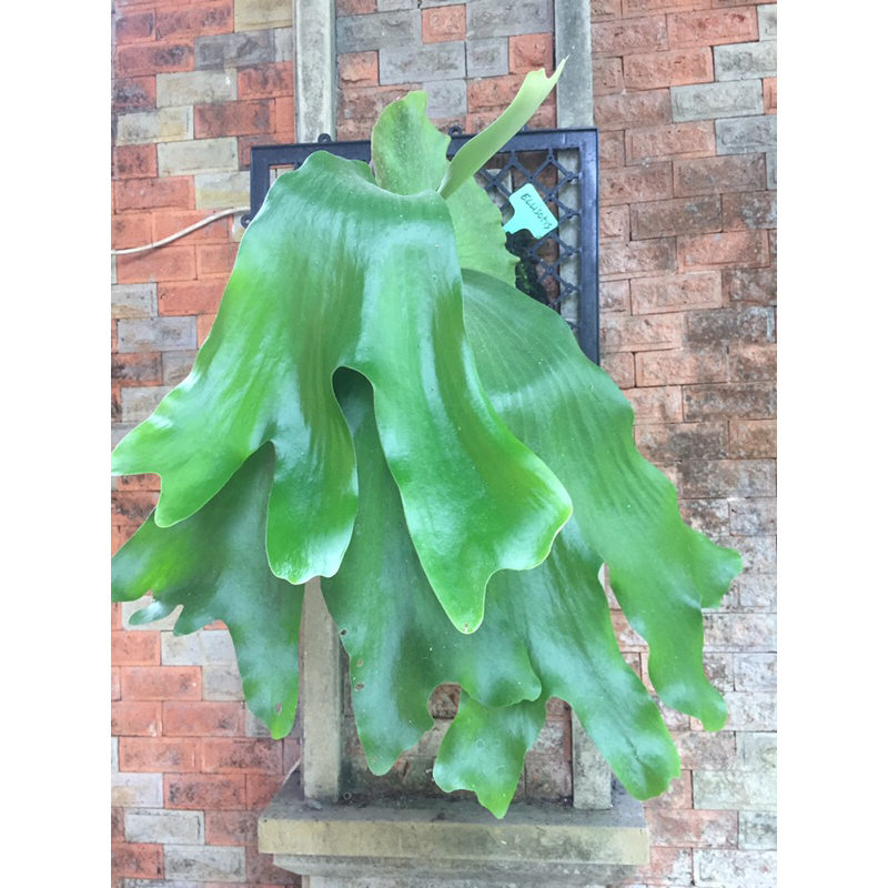 platycerium ellisotis / hybrid / simbar /tanaman hias /platy