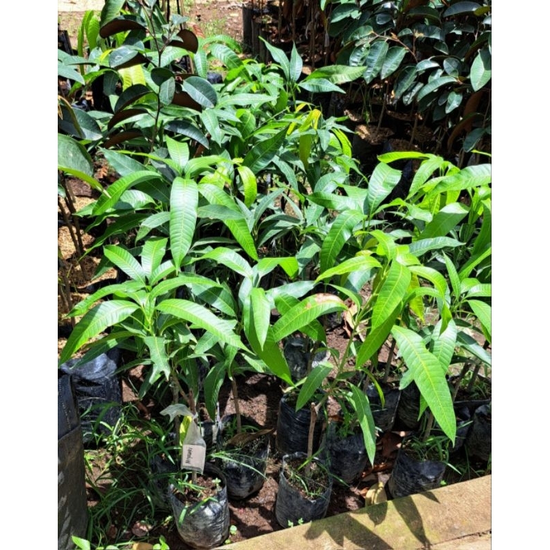 

mangga miyazaki valid