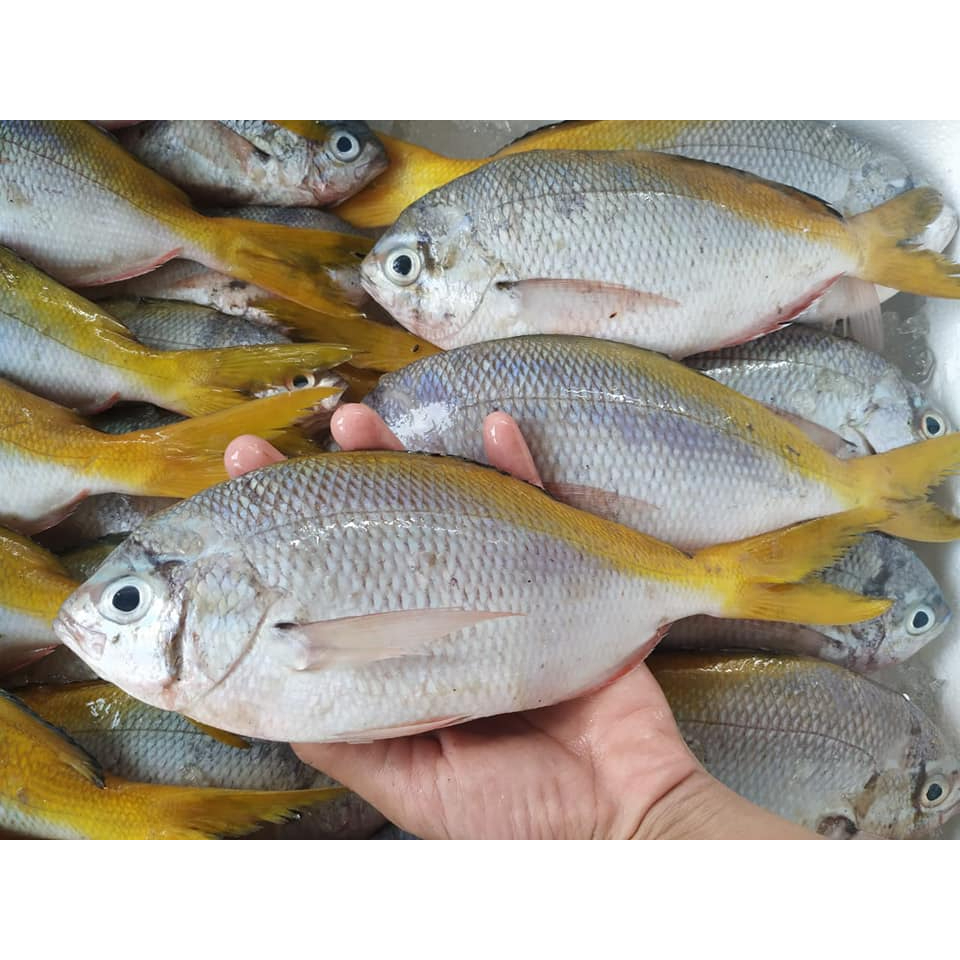 

Ikan Ekor Kuning Segar Ikan Ekor Kuning Ikan Laut Segar 1Kg