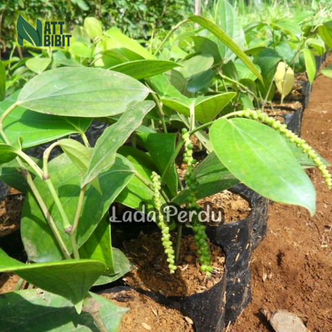 BIBIT TANAMAN LADA PERDU/LADA PUTIH TERBAIK (beli 10 gratis 1)